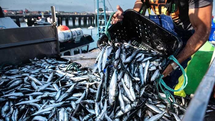 Fermeture de la zone sud (stock C) à la pêche jusqu'à fin juin.