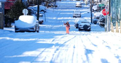 Froid paralysant : collisions et iguanes chutant des arbres aux Etats-Unis