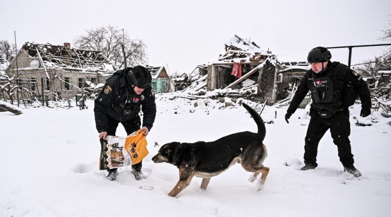 Guerre en Ukraine : Chiens abandonnés sur la ligne de front se transforment