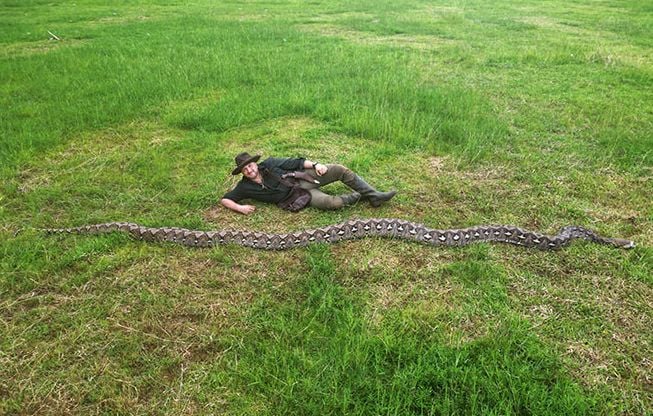 Indonésie : Découverte d'un serpent sauvage dépassant 7 mètres