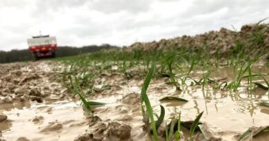 Inondations à Nabeul : 125 000 volailles et 900 moutons perdus.