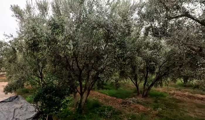 Intégration des bio-solutions dans les plans de lutte climatique.