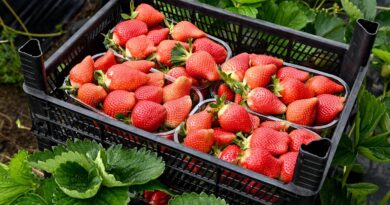 Intempéries et inondations : le prix des fraises va-t-il augmenter ?