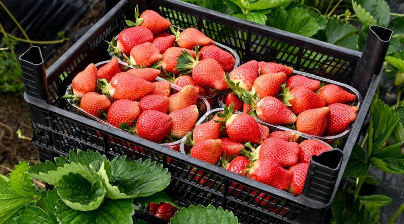 Intempéries et inondations : le prix des fraises va-t-il augmenter ?
