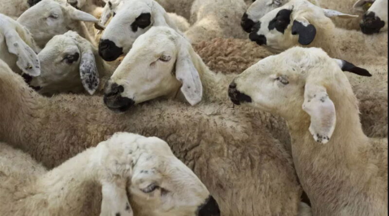 Kairouan : Les éleveurs ne peuvent plus ignorer le vol de bétail