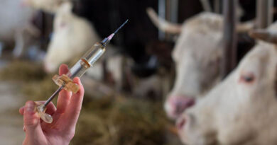 Kasserine : 80 % de couverture vaccinale du cheptel d'ici 2026