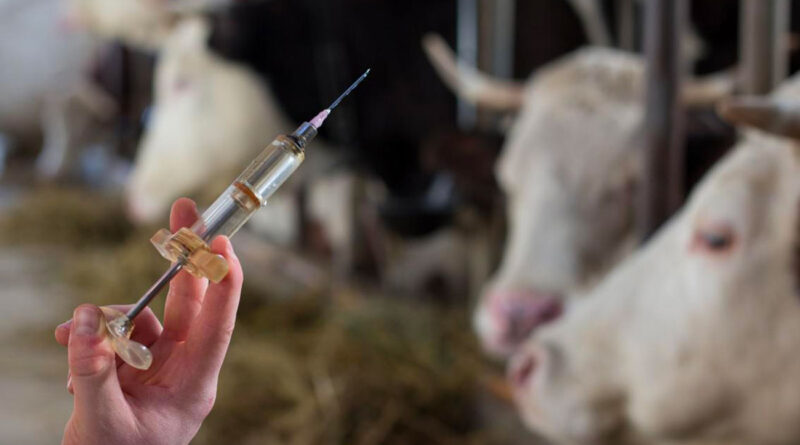 Kasserine : 80 % de couverture vaccinale du cheptel d'ici 2026