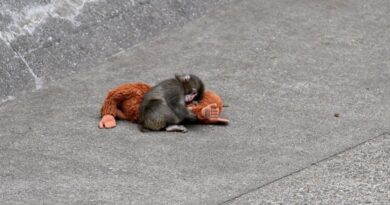Pourquoi le singe Punch ne rend-il pas fous les humains ? Visites en hausse au zoo.