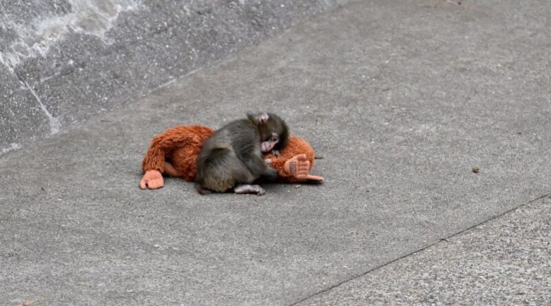 Pourquoi le singe Punch ne rend-il pas fous les humains ? Visites en hausse au zoo.
