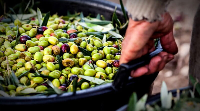 Récolte des olives : rythme tardif et prix inquiétants pour producteurs