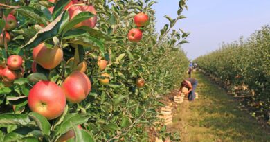 Températures printanières en février : une mauvaise nouvelle pour les vergers