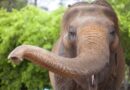Thaïlande : Un touriste mortellement piétiné par un éléphant.