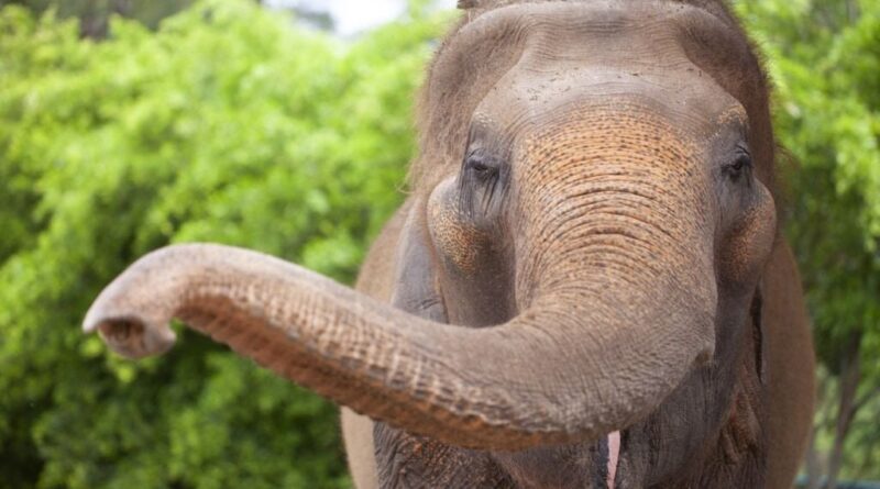 Thaïlande : Un touriste mortellement piétiné par un éléphant.