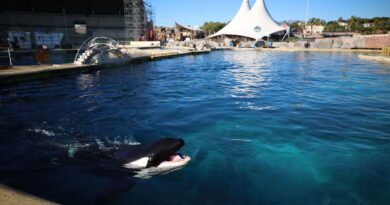 Transfert vers l'Espagne pour les orques Wikie et Keijo ?