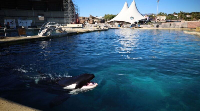 Transfert vers l'Espagne pour les orques Wikie et Keijo ?