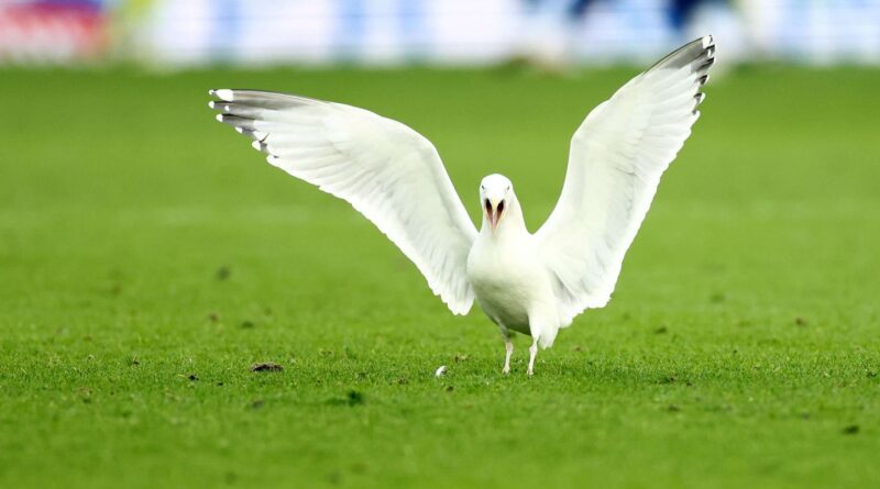 Turquie : un comptable devient star après avoir sauvé une mouette percutée par un ballon de foot.
