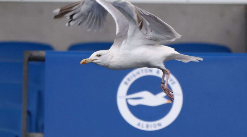 Turquie : Un joueur sauve une mouette frappée par un ballon