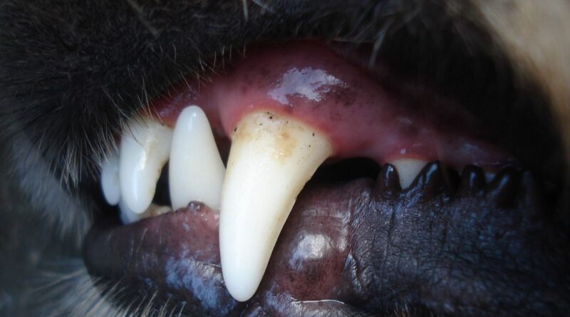 Un chien empêche l'enlèvement de sa propriétaire en Espagne : quatre hommes arrêtés.