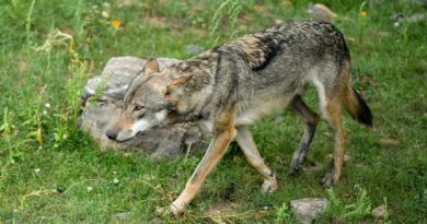 Un loup confirmé en Hesbaye tue quatre moutons à Couthuin