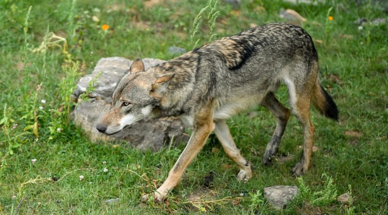 Un loup confirmé en Hesbaye tue quatre moutons à Couthuin