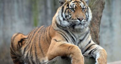 Vietnam : Deux hommes arrêtés pour possession de tigres congelés