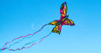 17 pays au Festival international des cerfs-volants en Tunisie fin mars.