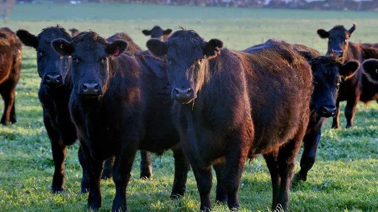 Troupeau de bœufs Black Angus au sud-ouest de Melbourne, en Australie.