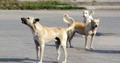 Agression à Hammam Lif : une femme ne pas mordue par des chiens errants