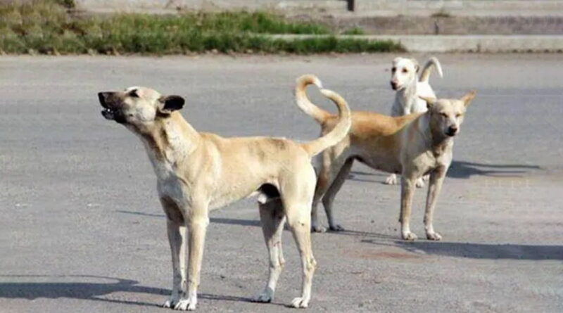 Agression à Hammam Lif : une femme ne pas mordue par des chiens errants
