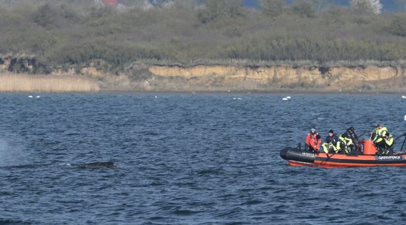 Allemagne : la baleine échouée sur la côte Baltique a disparu.