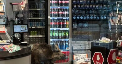 Allemagne : Un sanglier évacué d’un centre commercial à Berlin