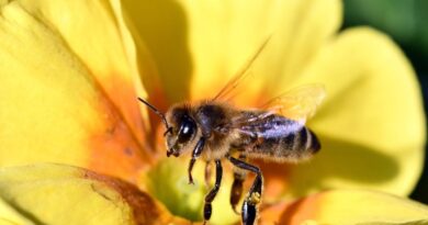 Allergies : Un enfer précoce dû au pollen