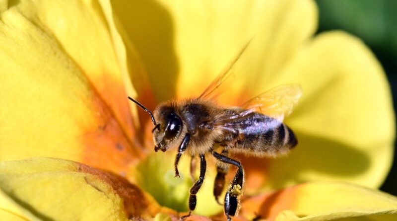 Allergies : Un enfer précoce dû au pollen