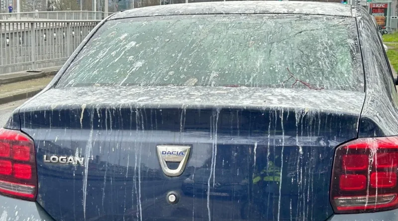 Attention aux cormorans sur le boulevard Frère-Orban