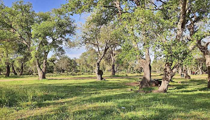 Aucun abattage massif d'arbres à Maâmora : nettoyage post-intempéries en cours