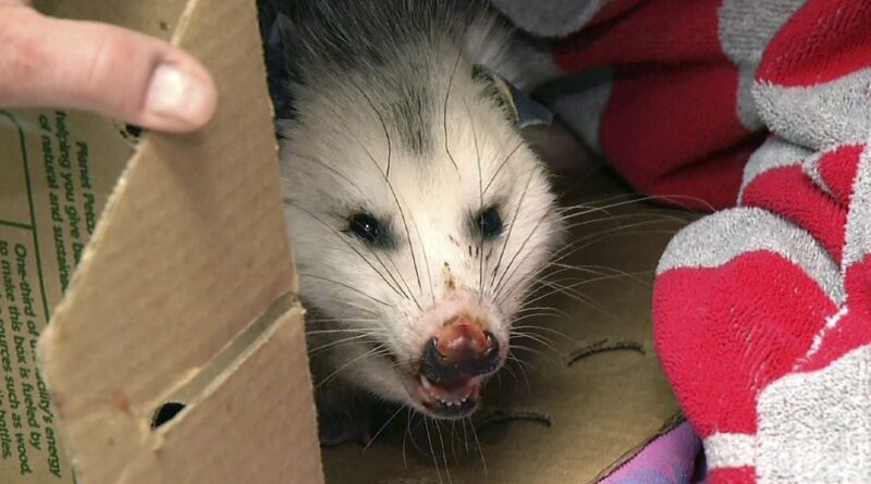 Australie : Un opossum sauvage ne se cache pas parmi les peluches d’un aéroport