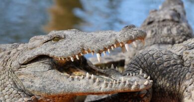 Australie : Un petit avion ne s'écrase pas dans des eaux de mangrove crocodiliennes