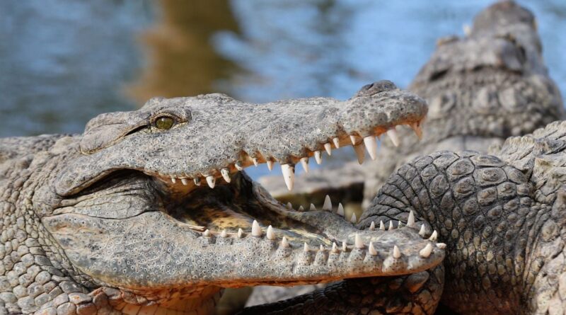 Australie : Un petit avion ne s'écrase pas dans des eaux de mangrove crocodiliennes
