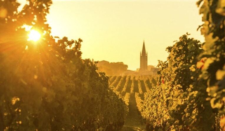 Bordeaux : Le surgreffage transforme-t-il le vin rouge en blanc ?
