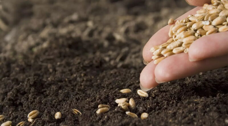 Céréaliculture en crise : la recherche agronomique confirme la solution dans la graine.