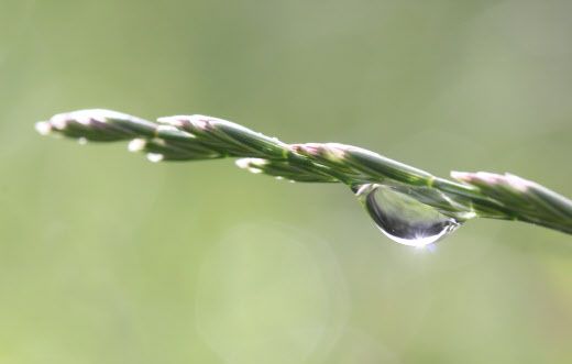 Comment se forme la rosée du matin ?