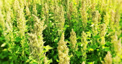 Culture du quinoa : Les domaines arides pourraient-ils prospérer ?