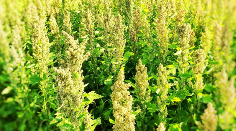Culture du quinoa : Les domaines arides pourraient-ils prospérer ?