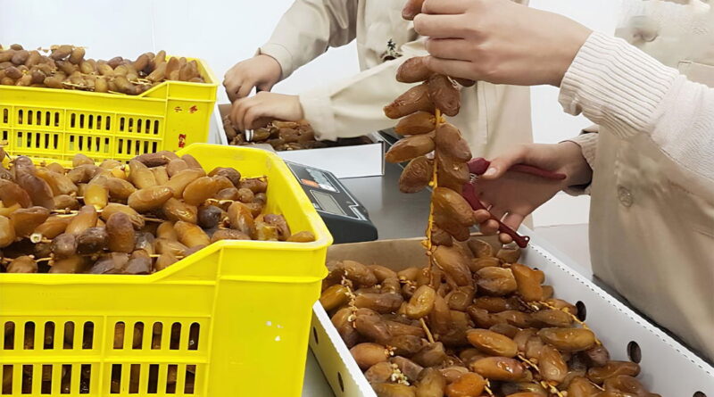 Dattes tunisiennes : Récolte record et exportations satisfaisantes.