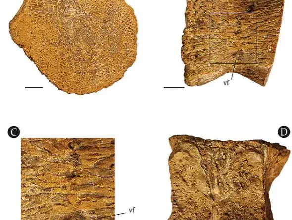 Découverte d'un reptile marin vieux de 90 millions d'années en Algérie