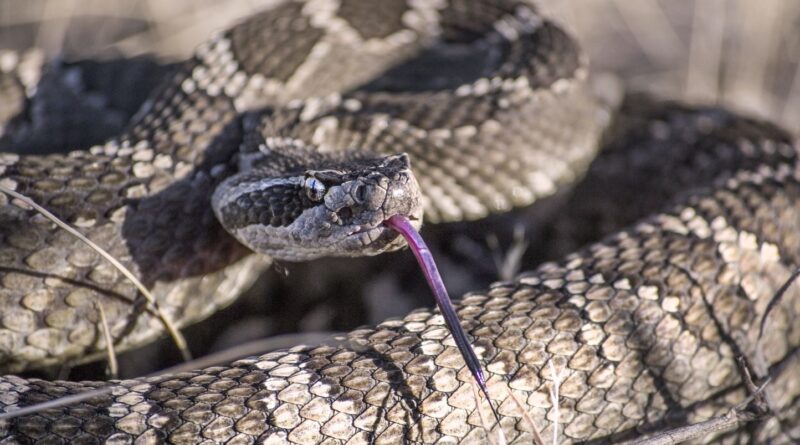 Etats-Unis : Décès d'une randonneuse suite à une morsure de serpent à sonnette