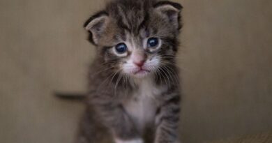Etats-Unis : Un chaton de neuf semaines sauve son maître d'un incendie