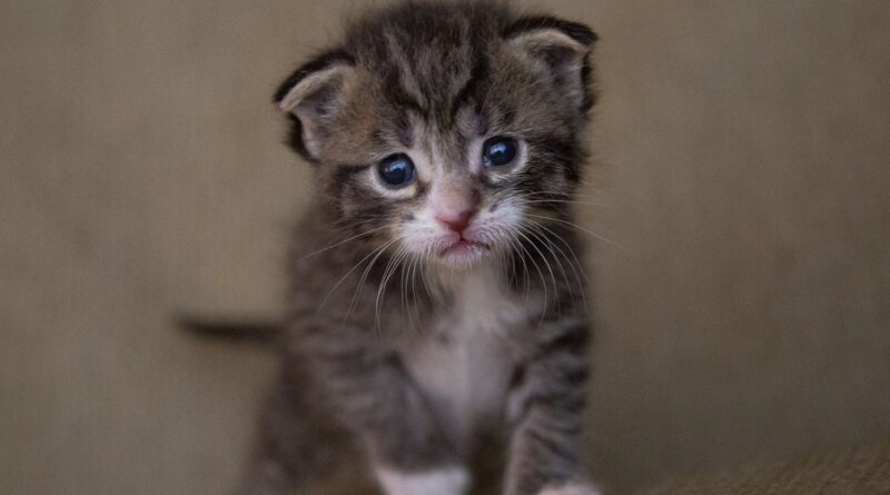 Etats-Unis : Un chaton de neuf semaines sauve son maître d'un incendie