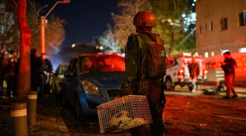 Guerre au Moyen-Orient : La France ne facilite pas le rapatriement des animaux de compagnie.