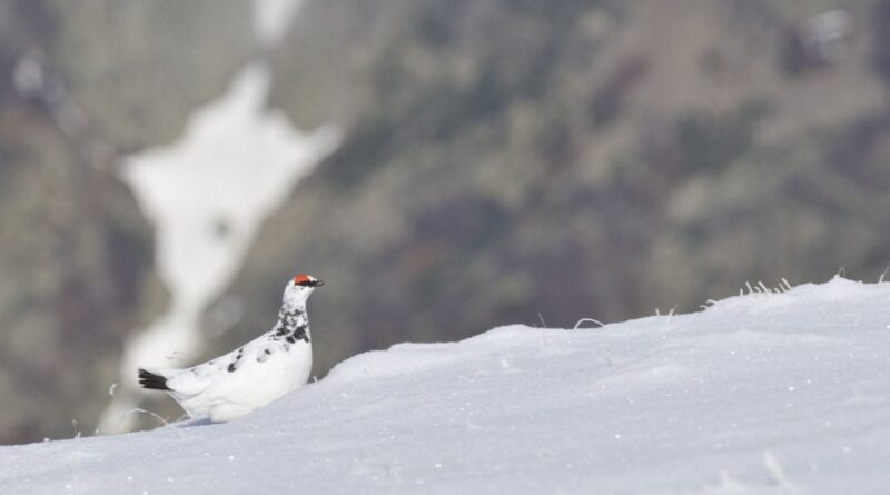 Lagopède ou perdrix des neiges : chasse suspendue cinq ans ?